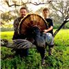 Image 3 : Florida Osceola Turkey Hunt
