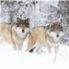 Image 2 : Wolf Hunt in Alberta for 2 Hunters