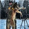 Image 5 : Wolf Hunt in Alberta for 2 Hunters