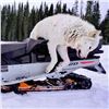 Image 8 : Wolf Hunt in Alberta for 2 Hunters