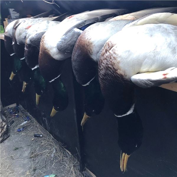 3-Day Central Nebraska Duck & Goose Combo Hunt for up to 4 Hunters