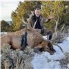 Image 2 : New Mexico Bull Elk Hunt