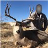 Image 3 : 5-Day Desert Mule Deer Hunt in Mexico