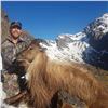 Image 1 : Bull Tahr Hunt in New Zealand