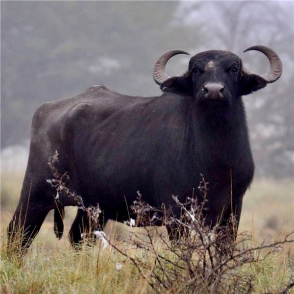 Water Buffalo & Wild Boar Hunt for 2 Hunters in Argentina