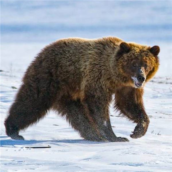 10-Day Nunavut Territory, Canada CITES Exportable Barren Ground Grizzly Bear Hunt for 1 Hunter