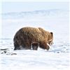 Image 2 : 10-Day Nunavut Territory, Canada CITES Exportable Barren Ground Grizzly Bear Hunt for 1 Hunter