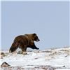 Image 7 : 10-Day Nunavut Territory, Canada CITES Exportable Barren Ground Grizzly Bear Hunt for 1 Hunter
