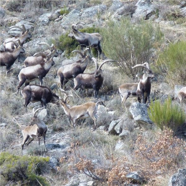 Up to 10 Days of Hunting in Spain