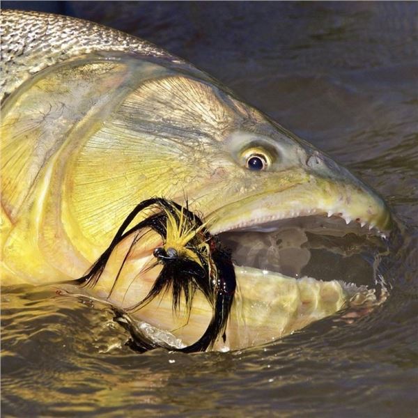 5-Day Free Range Hunt & Dorado Fishing in Argentina for 2 People