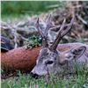 Image 1 : Romania Roe Buck & Wild Boar Hunt For 1 Hunter