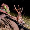 Image 2 : Romania Roe Buck & Wild Boar Hunt For 1 Hunter