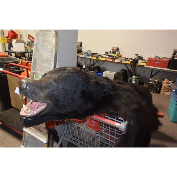 Bear rug