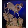 Image 1 : Life Size Wild Sheep mount on hardwood base with habitat