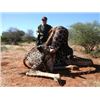 Image 1 : Safari in South Africa for a Giraffe and Cape Buffalo