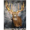 Image 1 : Taxidermy - standard shoulder wall mount of deer or antelope