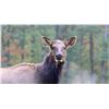 Image 1 : Cow Elk Hunt- Pennsylvania