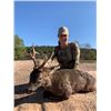 Image 1 : Spain Roe Deer Hunt For 1 Hunter & 1 Non-Hunter