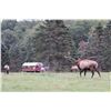 Image 1 : Pennsylvania Elk Country Experience for 4