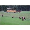Image 2 : Pennsylvania Elk Country Experience for 4