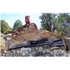Image 1 : Arizona Mountain Lion with Hounds