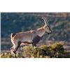 Image 1 : Spain hunt for red stag or mouflon or fallow deer, includes 1 non-hunter.