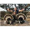 Image 1 : Sonora, Mexico - Gould's Turkey Hunt