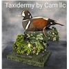 Image 1 : Taxidermy mount of either 2 ducks, grouse or pheasant
