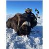 Image 3 : Nunavut Spring Barren Ground Muskox