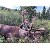 Image 1 : 10-Day Mountain Caribou Hunt in the Yukon