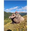 Image 2 : Bighorn Sheep Hunt in Alberta Canada