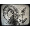 Image 1 : Original Art by Alena Johnson – Bighorn Ram
