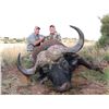 Image 1 : Cape Buffalo - South Africa