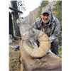 Image 1 : 2025 Wyoming Governor's Tag - Rocky Mountain Bighorn Sheep