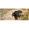 Image 2 : New Mexico- Gila DNA Outfitters – Black Bear