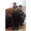 Image 1 : Montana Bison Company LLC Bison Hunt