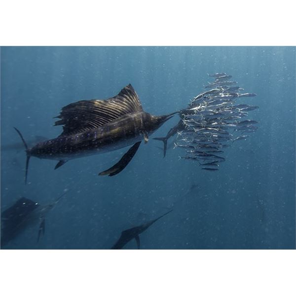 Costa Rica – Crocodile Bay – Ocean Fishing