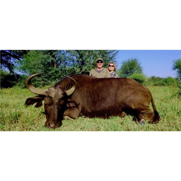 South Africa - Thaba Nyati – Cow Cape Buffalo