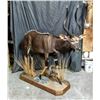Image 3 : F04 $500 Taxidermy Certificate