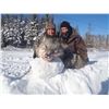 Image 8 : F07 5 Day Ontario Timberwolf Hunt for One Hunter, must bring one additional hunter