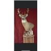 Image 1 : F08 $500 Taxidermy Certificate