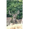 Image 5 : F09 4 Day Javan Rusa Deer on the African Island Country of Mauritius for One Hunter & One Non-Hunter