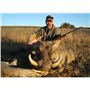 Image 7 : F20 5 Day Namibia Gemsbuck & Warthog Hunt for Two Hunters & Two Non-Hunters