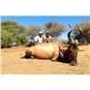 Image 5 : F27 10 Day Namibia PIains Game Safari for Two Hunters & Two Non-Hunters includes Six Animals