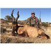 Image 6 : F27 10 Day Namibia PIains Game Safari for Two Hunters & Two Non-Hunters includes Six Animals