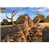 Image 3 : F28 3 Day Spain Hunt for One Hunter includes Trophy Fees for One Iberian Red Deer