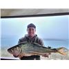 Image 4 : F29 8 Day South Africa Bass and Tiger Fishing Trip for Four Anglers