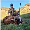 Image 5 : F31 3 Day New Zealand Free Range Red Stag Hunt for One Hunter includes Trophy Fee for One Red Stag
