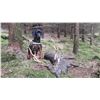 Image 2 : F33 5 Day Ireland Sika Stag Hunt for One Hunter