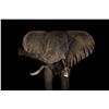 Image 1 : F34 $500 Taxidermy Certificate